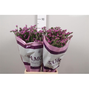 Lim S Rosa Sun Birds