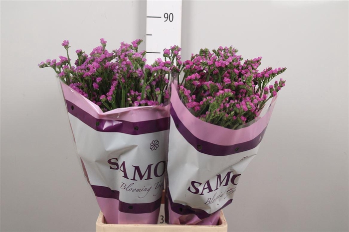 <h4>Lim S Rosa Sun Birds</h4>