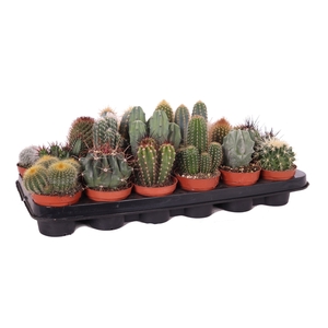 Cactus mix 8,5 cm