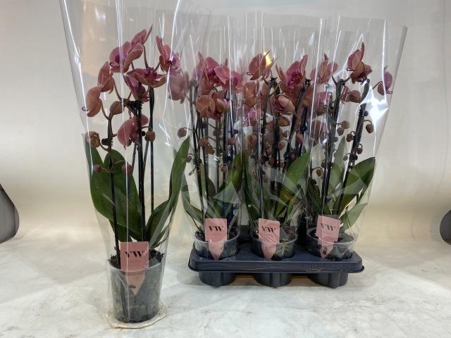 <h4>PHAL OV ORANJE</h4>