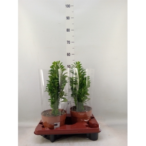 Euphorbia trigona
