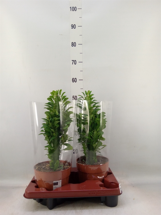 <h4>Euphorbia trigona</h4>