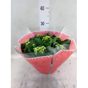 Kalanchoe blos.   ..rosebud mix  2