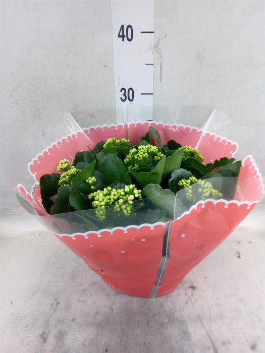 <h4>Kalanchoe blos.   ..rosebud mix  2</h4>