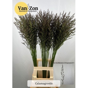 Siergras Calamagrostis Brachy