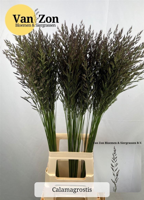 <h4>Siergras Calamagrostis Brachy</h4>