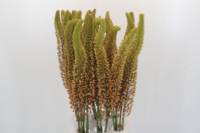 <h4>Eremurus Emmy Ro</h4>