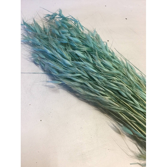 <h4>DRIED FLOWERS - AVENA WILD HAVER TIFFANY</h4>