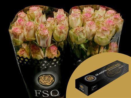 <h4>R Gr Esperance Box</h4>