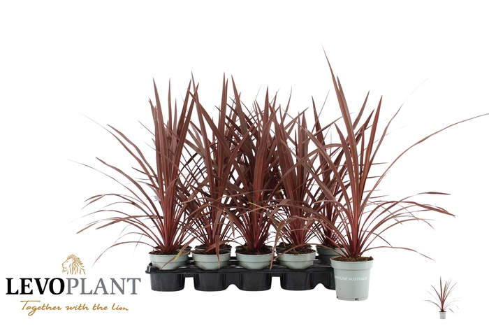 <h4>CORD AUS RED STAR</h4>