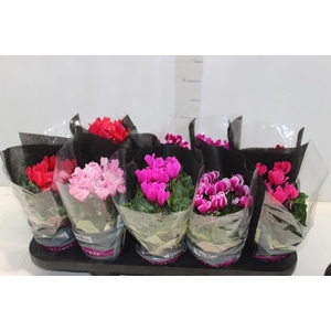 CYCLAMEN MINI P11
