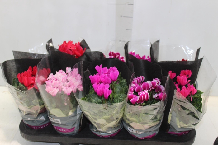 <h4>CYCLAMEN MINI P11</h4>