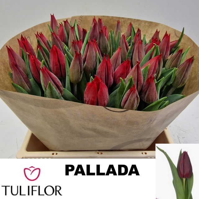 <h4>TU EN PALLADA</h4>