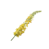 Eremurus Yellow