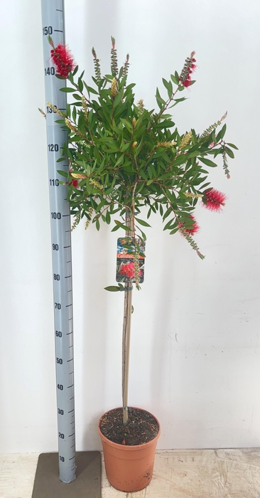 <h4>CALLIS CI SPLENDENS</h4>