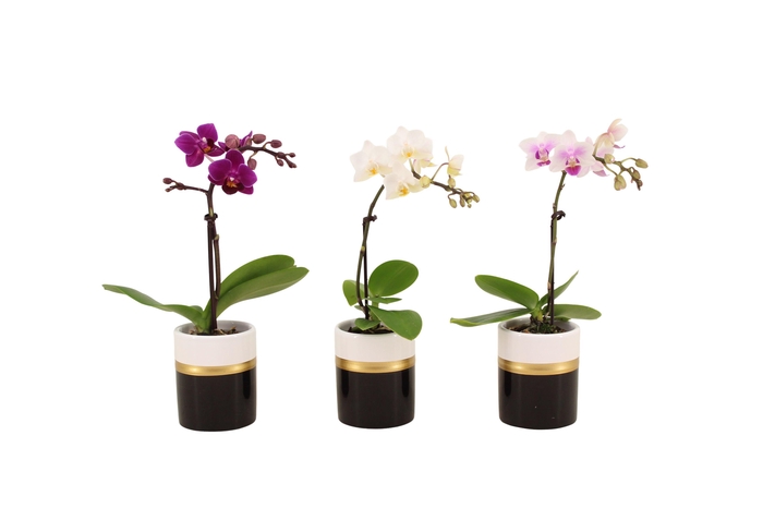 <h4>Dolomite Horizon Black Tiny Dolls Mix 1T7+ Aqu@</h4>