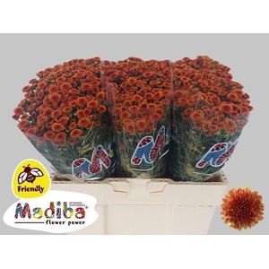 CHR SAN MADIBA ORANGE TYOLO