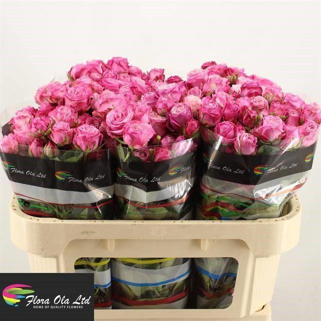 <h4>R TR LADY BOMBASTIC</h4>