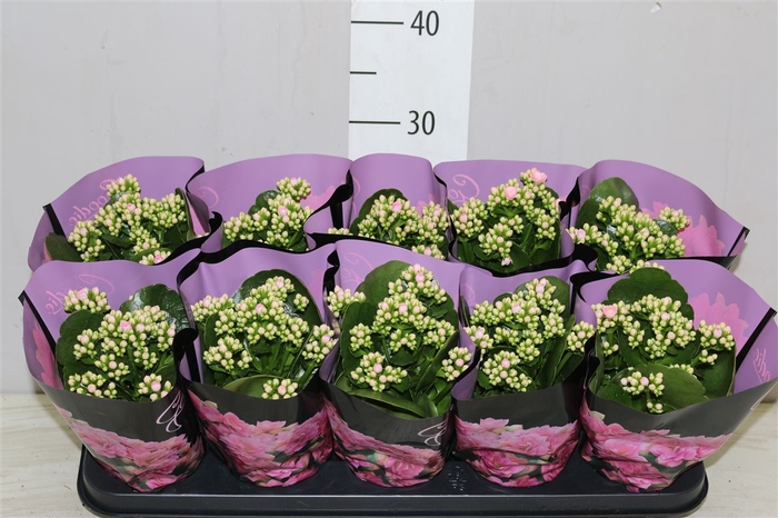 <h4>Kalanchoe Calandiva Roze</h4>
