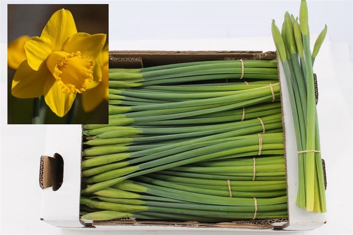 <h4>Narcis Dutch Master Extra</h4>