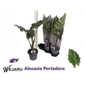 Alocasia Portadora