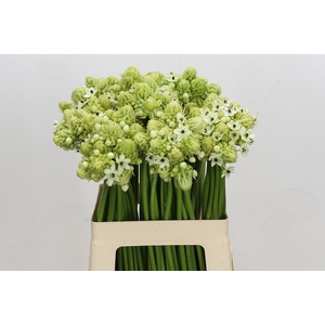 Ornithogalum Saundersiae