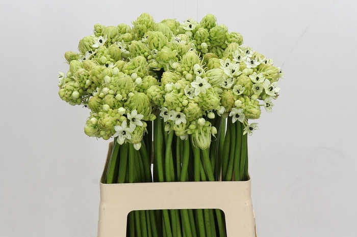 Ornithogalum Saundersiae