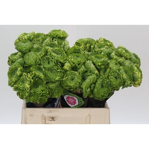 Ranunculus Pon Pon Peterpan