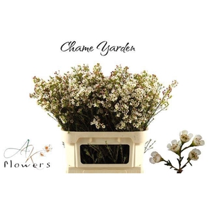 CHAME YARDEN