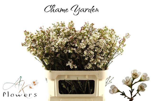 <h4>CHAME YARDEN</h4>