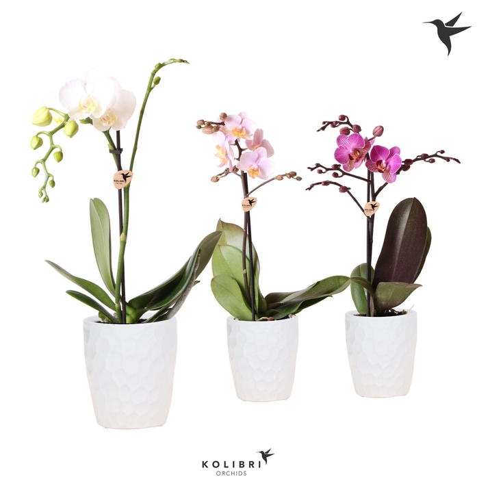 <h4>Kolibri Orchids Phalaenopsis Mix 1 spike in Honey pot white</h4>