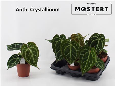 <h4>Anthu Crystallinum</h4>