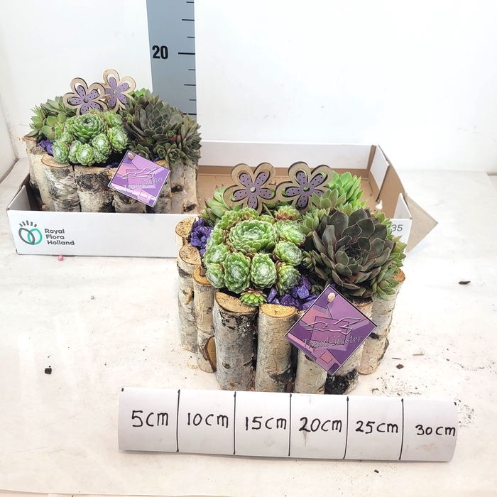 <h4>ARR TUINPLANTEN</h4>