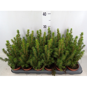 Picea glauca 'Conica'