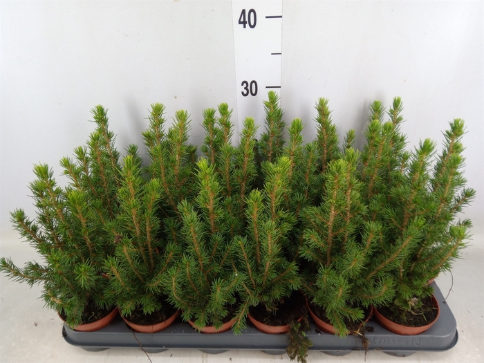 <h4>Picea glauca 'Conica'</h4>