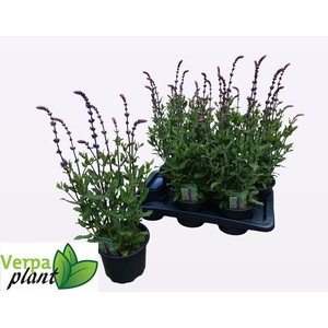 SALVIA NEMOROSA