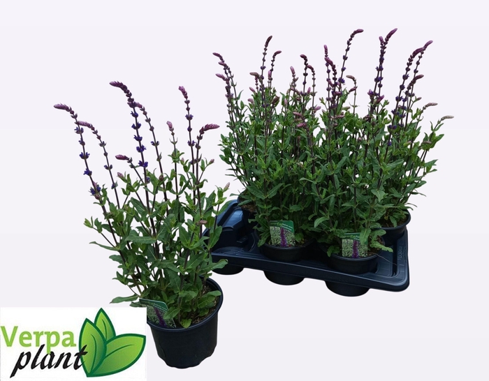 <h4>SALVIA NEMOROSA</h4>
