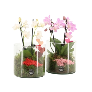 21834: Lovess arrangement