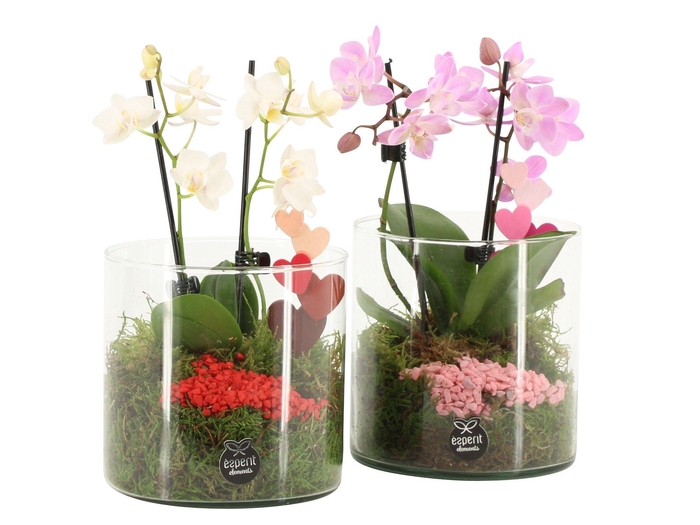 <h4>21834: Lovess arrangement</h4>