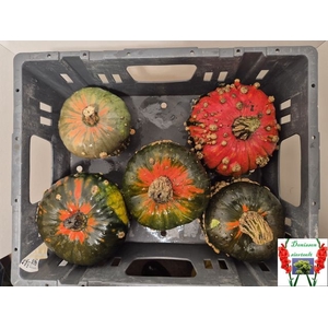 Cucurbita (kalebas)