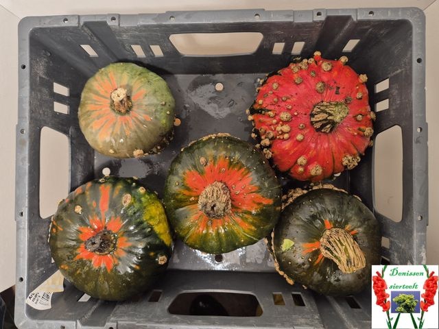 <h4>Cucurbita (kalebas)</h4>