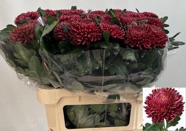 <h4>Chrys bl bigoudi red</h4>