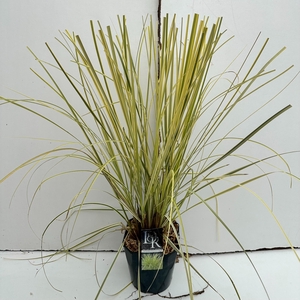 Graminées Cortaderia 'Splendid Star'