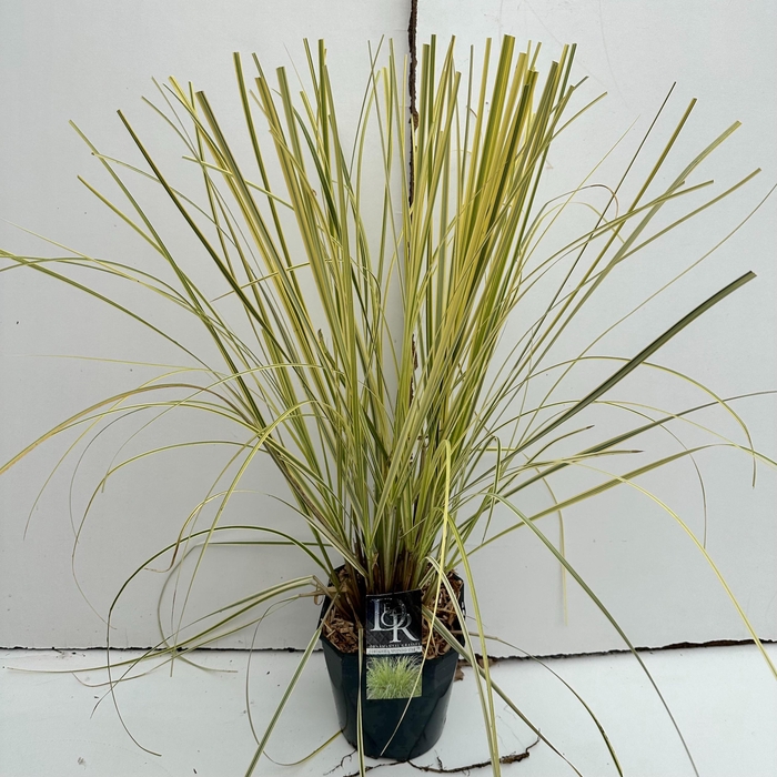 <h4>Graminées Cortaderia 'Splendid Star'</h4>