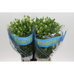 Ranunculus Butterfly Ariadne