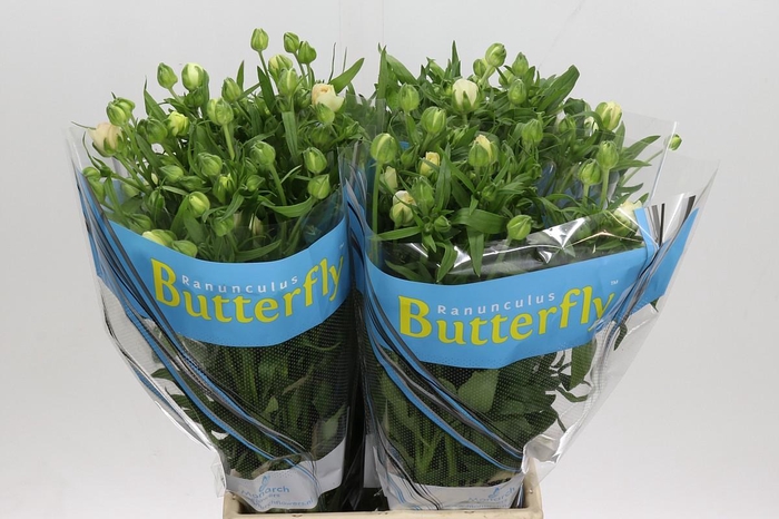 <h4>Ranunculus Butterfly Ariadne</h4>