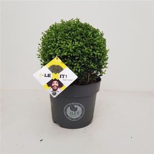 Ilex crenata Dark Green, P26, Bol Ø30cm