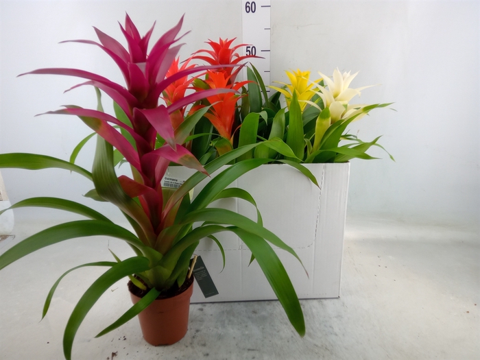 <h4>Guzmania   ...mix</h4>