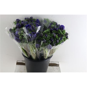 ANEM CO GALIL BLAUW