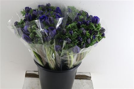 ANEM CO GALIL BLAUW